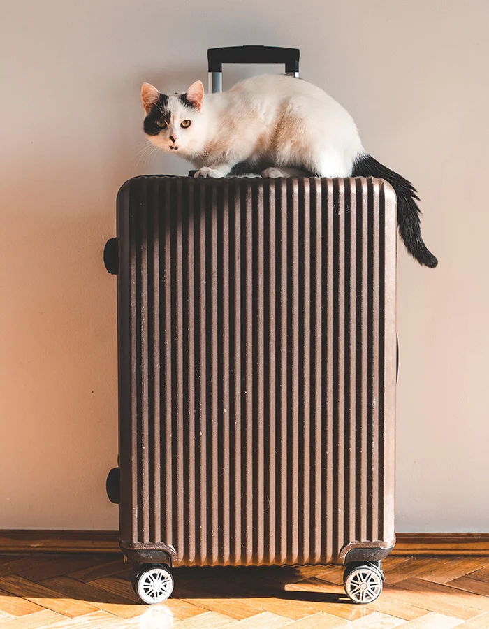 cat-perched-on-luggage A black and white cat perched on modern suitcase