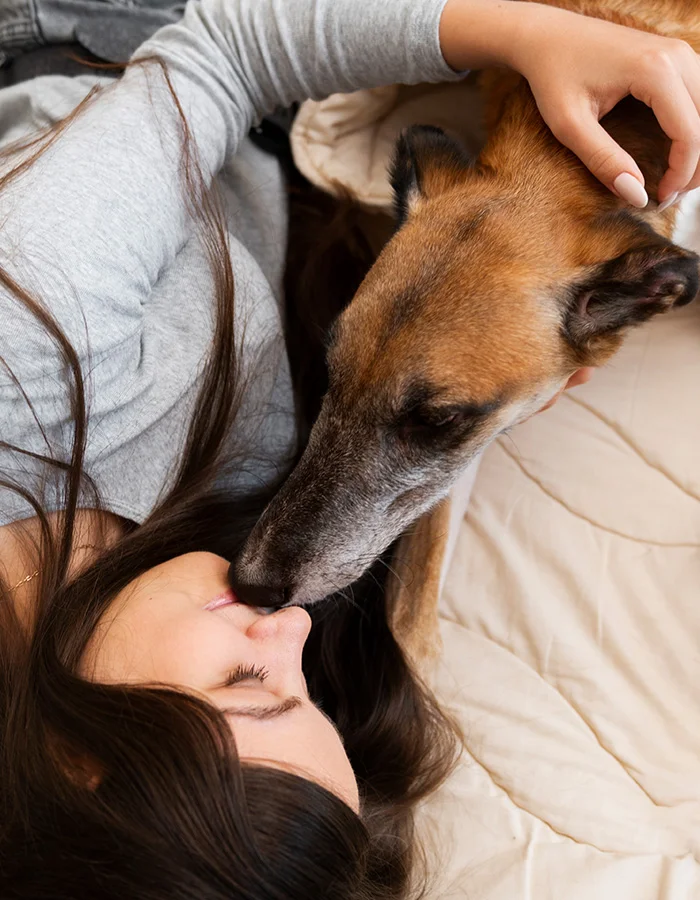 elderly-greyhound-kisses A woman and her elderly greyhound cuddle on a bed, closeup