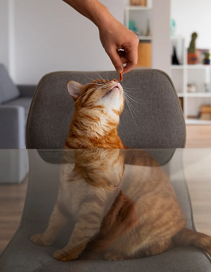orange-cat-looking-at-treat A person holds a treat for a cat to get