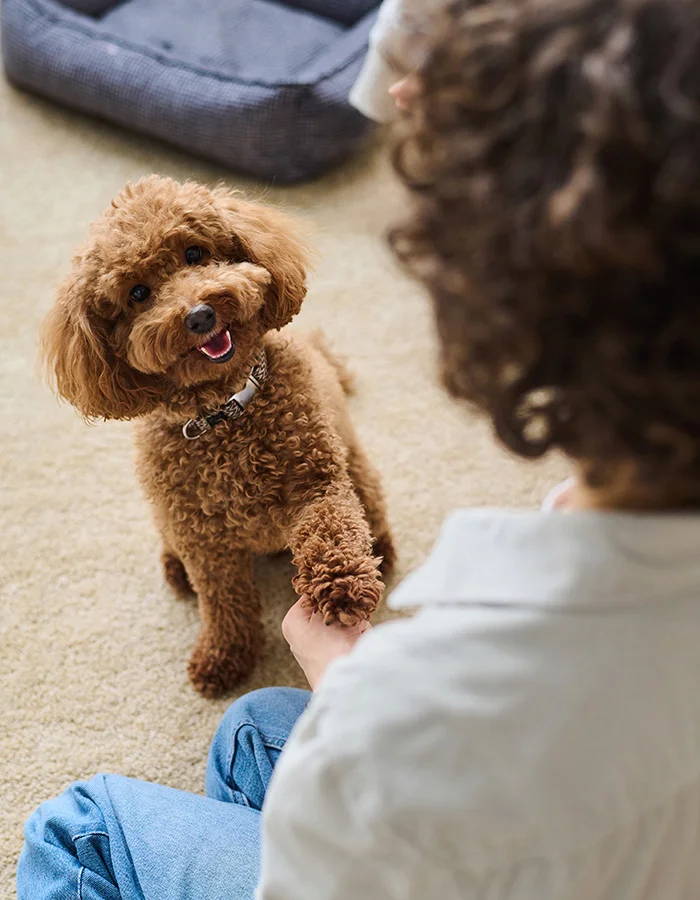poodle-shaking A happy poodle shakes with its owner