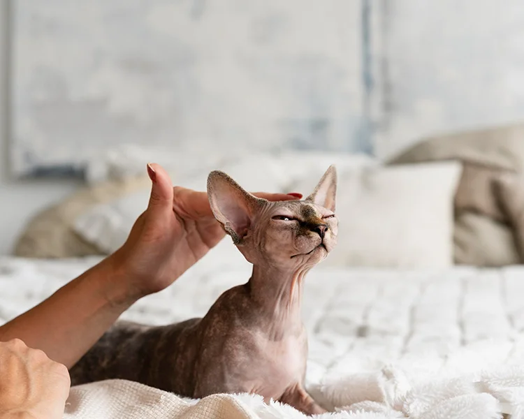 A sphynx cat lays on a bed and gets pet