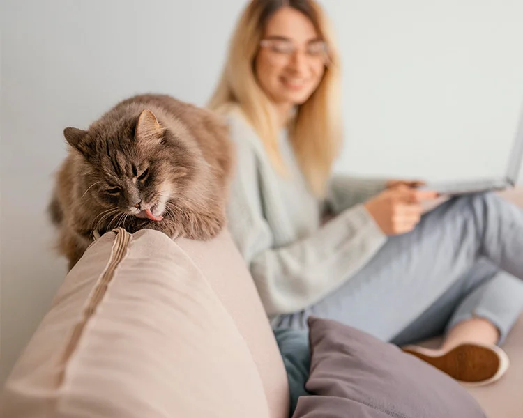 A large fluffy cat sits on the top of a couch with its owner in the background on a computer